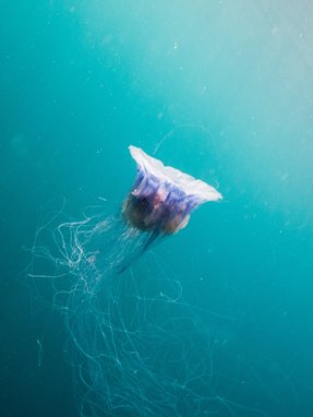 A blue jellyfish swimming in clear azure blue waters in Scotland. It appears ethereal with long thread-like tendrils coming from it's white bell-shaped body. It appears to be swimming towards the surface with its bell concave towards the surface.