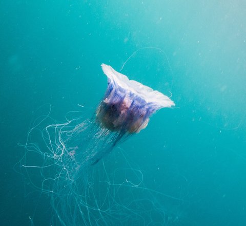 A blue jellyfish swimming in clear azure blue waters in Scotland. It appears ethereal with long thread-like tendrils coming from it's white bell-shaped body. It appears to be swimming towards the surface with its bell concave towards the surface.