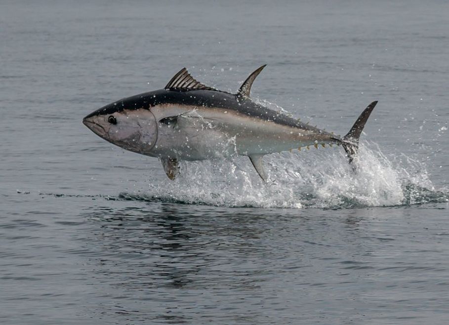 A bluefin tuna leaping out of the water around Torbay, Devon