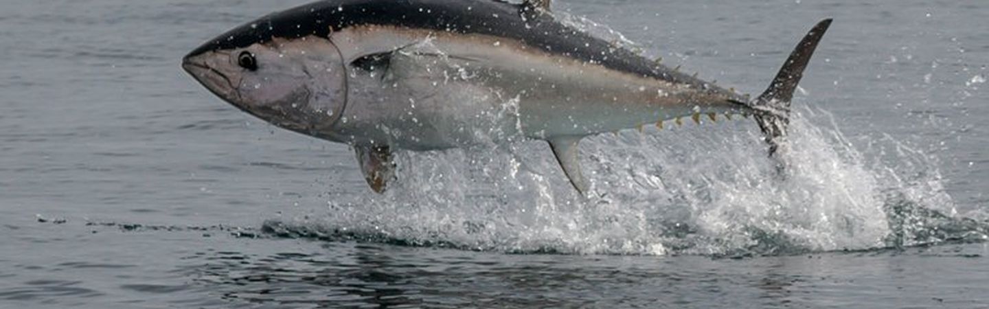 A bluefin tuna leaping out of the water around Torbay, Devon