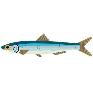 European anchovy