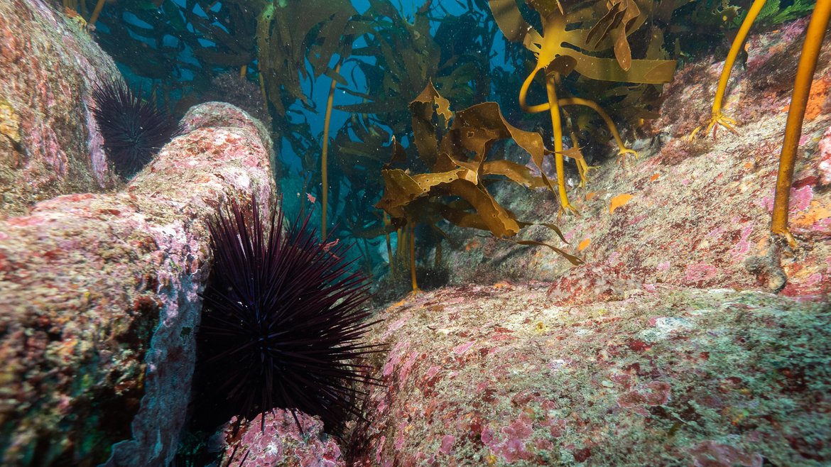 Several dark purple sea urchins on some rocks. Around them is some kelp which looks to have bite marks in them.