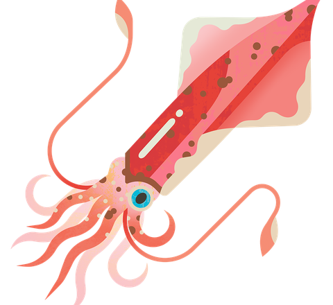 Squid (European)