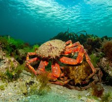 Spiny spider crab