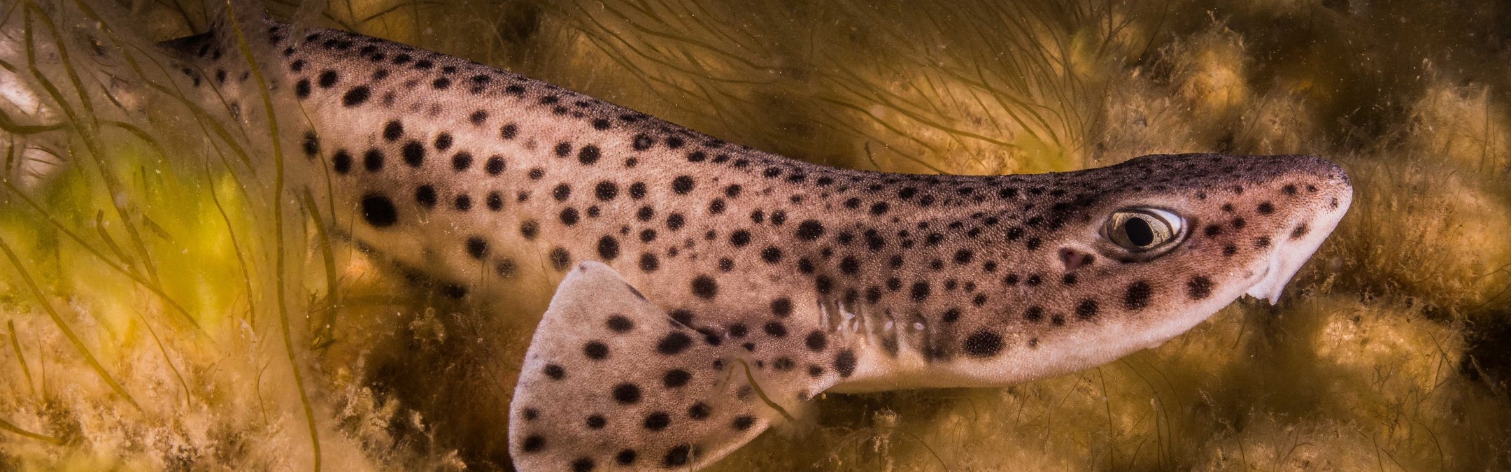 Nursehound (large-spotted dogfish)