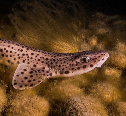 A nursehound rests on a rocky seabed. It has a pale cream body and dark small spots and is side-eyeing the camera. It has a large pectoral fin visible which is flat and wide and approximately the size of its head.