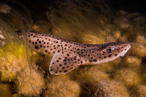 A nursehound rests on a rocky seabed. It has a pale cream body and dark small spots and is side-eyeing the camera. It has a large pectoral fin visible which is flat and wide and approximately the size of its head.