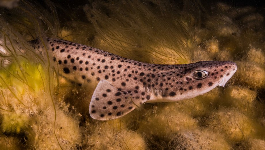 Nursehound (large-spotted dogfish)