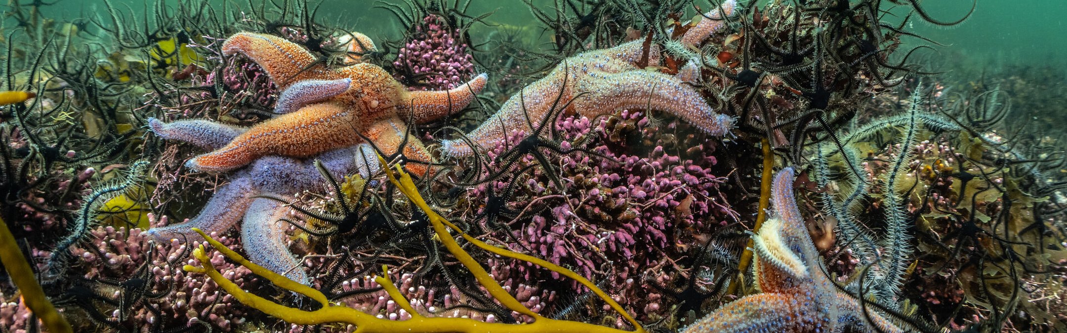 Several orange and purple common starfish are pictured on the seabed floor, surrounded by colourful sealife.