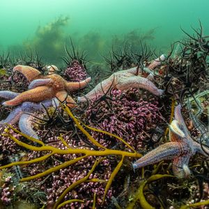 Several orange and purple common starfish are pictured on the seabed floor, surrounded by colourful sealife.