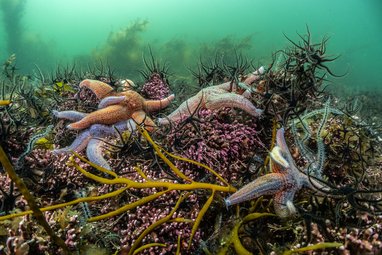 Several orange and purple common starfish are pictured on the seabed floor, surrounded by colourful sealife.