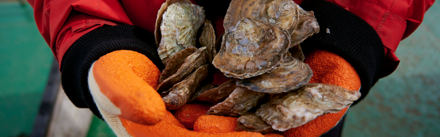 A close up of several native oysters being held by someone wearing orange gloves