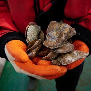 A close up of several native oysters being held by someone wearing orange gloves