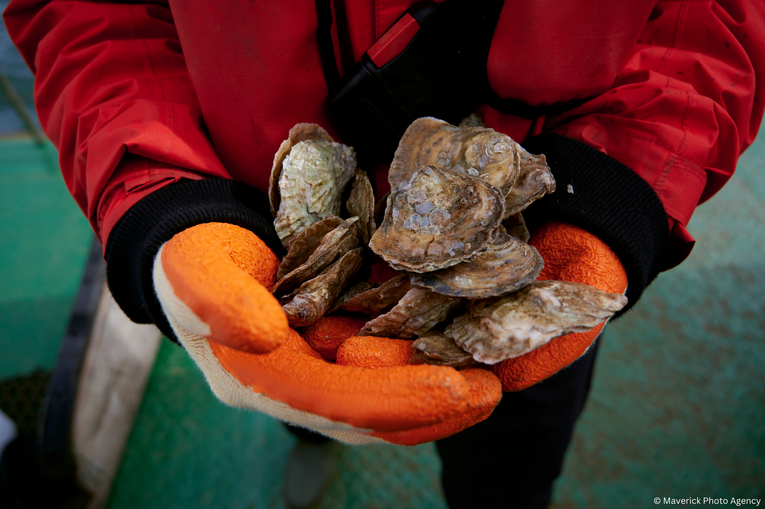 A close up of several native oysters being held by someone wearing orange gloves