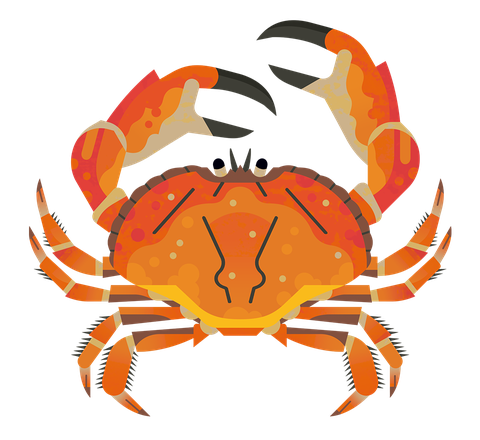 A brown crab illustration from above showing an orangey brown body, 8 back legs and large black tipped claws.