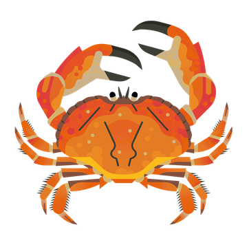 A brown crab illustration from above showing an orangey brown body, 8 back legs and large black tipped claws.
