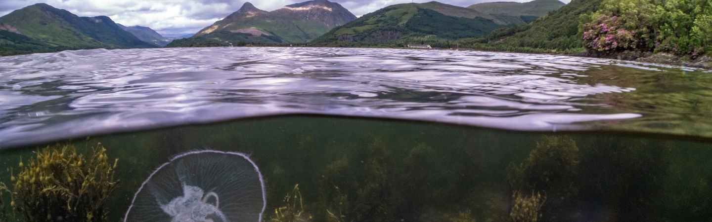 A scene showing an underwater/surface split with a moon jellyfish below the water and scenes of Loch Leven's surrounding hills above. The sky is thick with cloud.