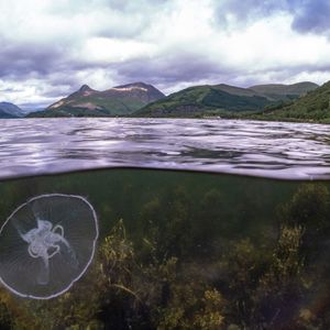 A scene showing an underwater/surface split with a moon jellyfish below the water and scenes of Loch Leven's surrounding hills above. The sky is thick with cloud.