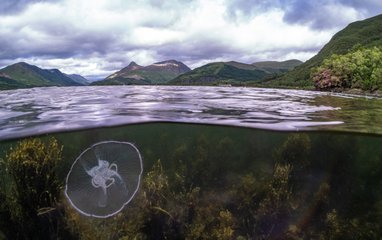 A scene showing an underwater/surface split with a moon jellyfish below the water and scenes of Loch Leven's surrounding hills above. The sky is thick with cloud.