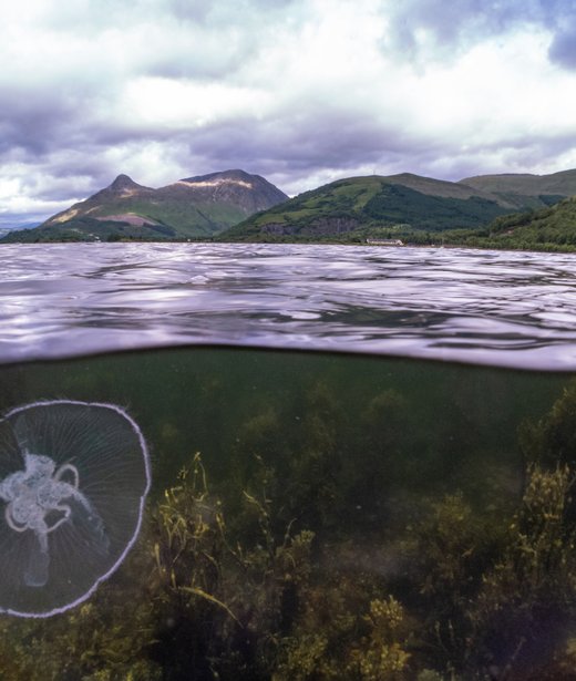 Moon jellyfish