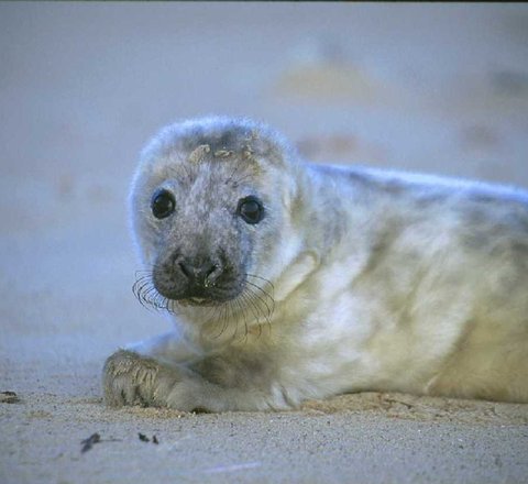 Grey seal pup on the sand looking at the camera