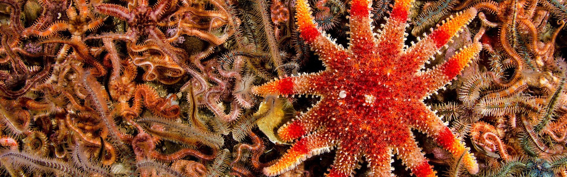 Common sunstar