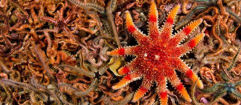 Common sunstar
