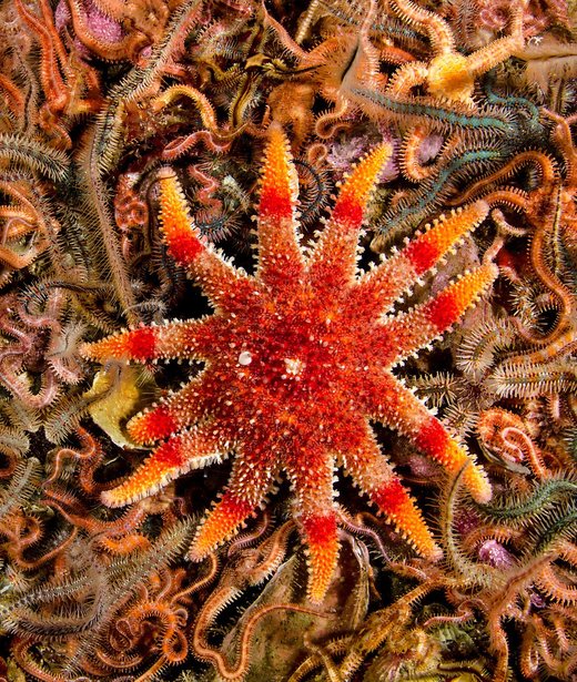 Common sunstar