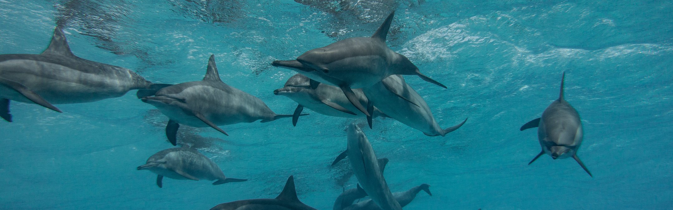 A pod of around a dozen spinner dolphins shown from below, just below the waters surface.