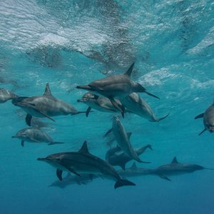 A pod of around a dozen spinner dolphins shown from below, just below the waters surface.