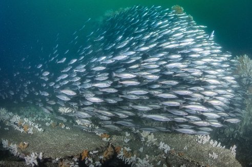 A large school of silver fish known as coley swimming together. Below them is a reef