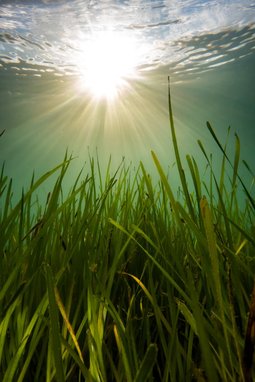 A thriving meadow of seagrass, the sun rays are shining from above