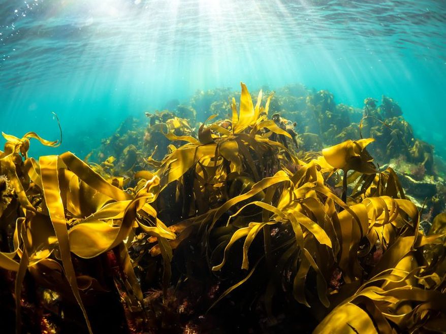 A kelp forest sways underneath sunlight refracted through the water. The water is a clear turquoise while the kelp is thick strands of yellowy-green fronds.