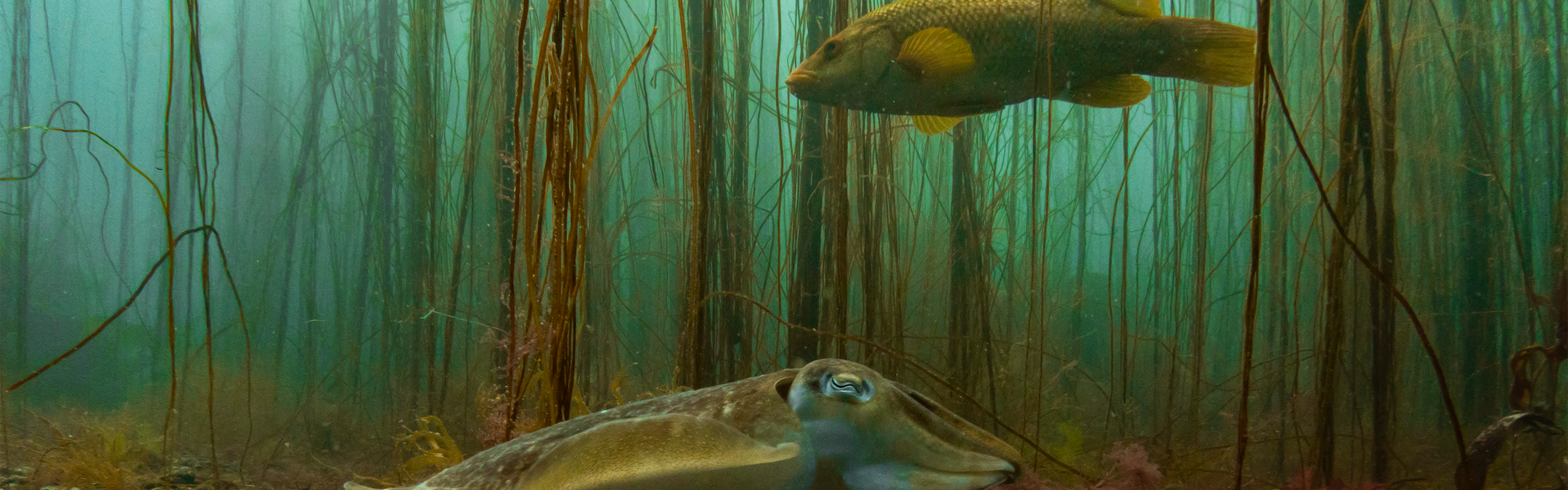 Common cuttlefish