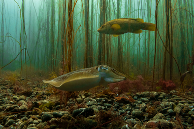 A cuttlefish swimming close to the seabed with a ballan wrasse swimming above it, Porthkerris Cornwall. The sea is green/blue with weeds in the background, details on the species can't be seen clearly.
