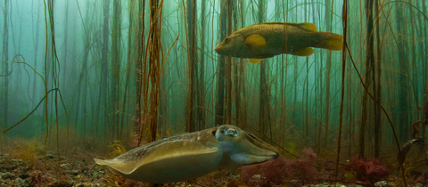 A cuttlefish swimming close to the seabed with a ballan wrasse swimming above it, Porthkerris Cornwall. The sea is green/blue with weeds in the background, details on the species can't be seen clearly.