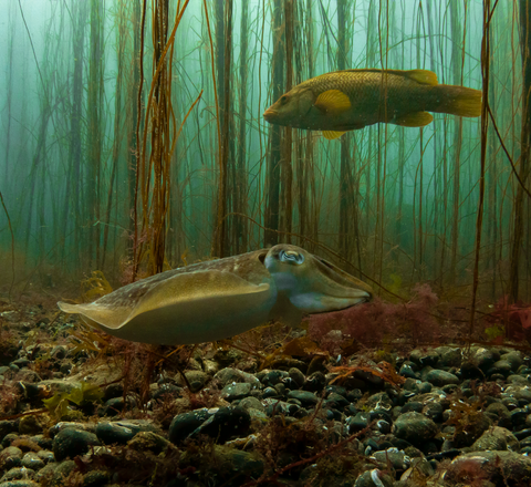 A cuttlefish swimming close to the seabed with a ballan wrasse swimming above it, Porthkerris Cornwall. The sea is green/blue with weeds in the background, details on the species can't be seen clearly.