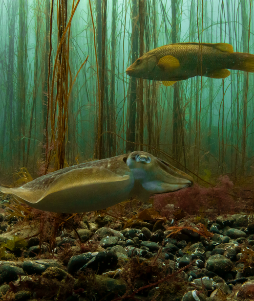 Common cuttlefish