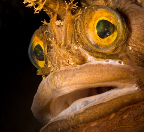 A close up of a yellow Yarrell's blenny. Its bushy tentacles above its eyes are clearly shown.