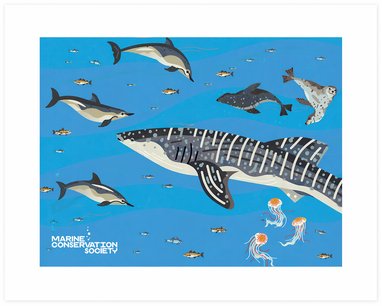 An image showing the front cover of the Marine Conservation Society's gift membership card. It is graphic based with a deep blue background and a whale shark illustration as the main focus. Other illustrations include compass jellyfish, seals and dolphins