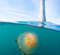 Compass jellyfish