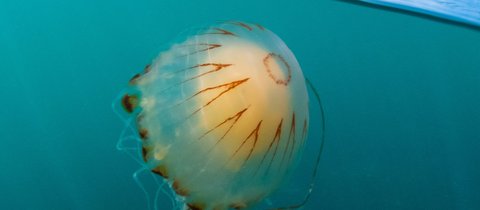 Compass jellyfish