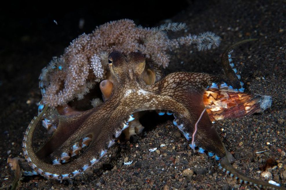 A brown and blue coconut octopus on a dark sandy seafloor. Its translucent eggs are visible above its head.