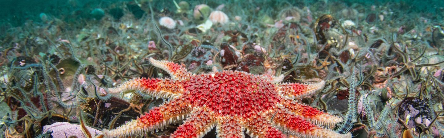 A large red seastar on top of a seabed filled with small brittlestars. In the background appears to be a nursehound