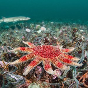 A large red seastar on top of a seabed filled with small brittlestars. In the background appears to be a nursehound