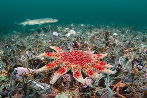 A large red seastar on top of a seabed filled with small brittlestars. In the background appears to be a nursehound