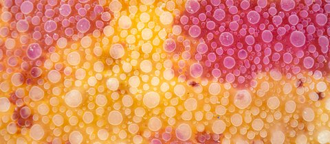 A close up of a sea lemons warty skin. It is yellow with pink pigmentation