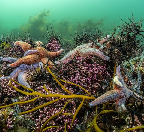 Multiple Common starfish underwater on a maerl bed in Loch Sween Scotland