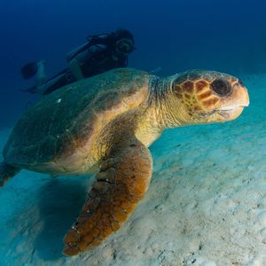 A loggerhead turtle swimming along the seabed. Behind it is a diver.