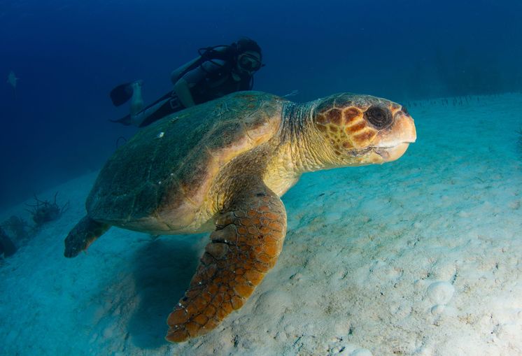 A loggerhead turtle swimming along the seabed. Behind it is a diver.
